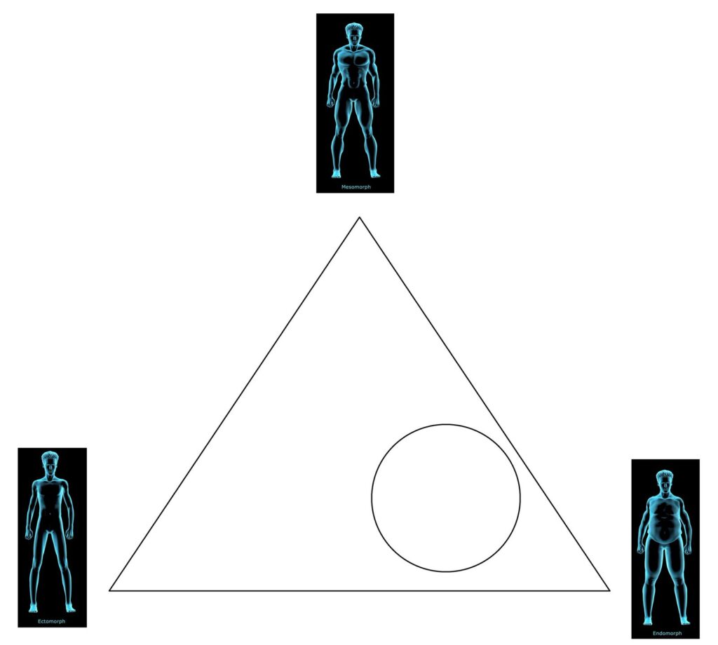 Body Types Triangle